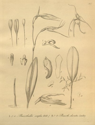 Ilustración de Pleurothallis sirene de Heinrich Gustav Reichenbach